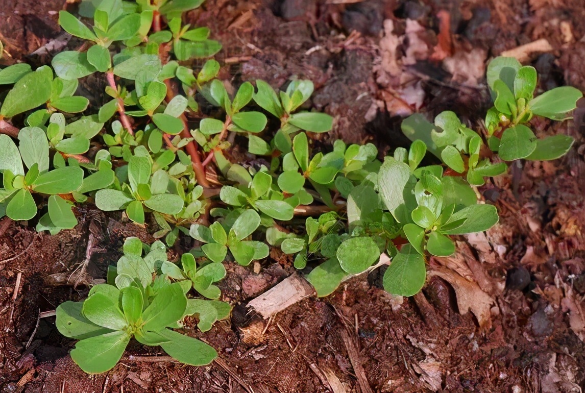 荒野地美味的马齿苋营养价值高,农民称为长寿菜,大家是否吃过?