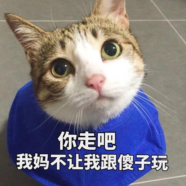 智障猫表情包图片