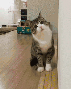 你知道猫咪歪头杀的含义吗?