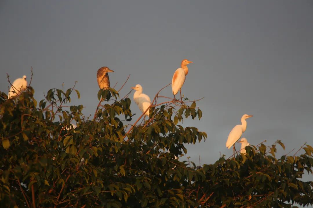 重访鹭鸟庄园:被媒体捧红后,继续孤独打造乐园