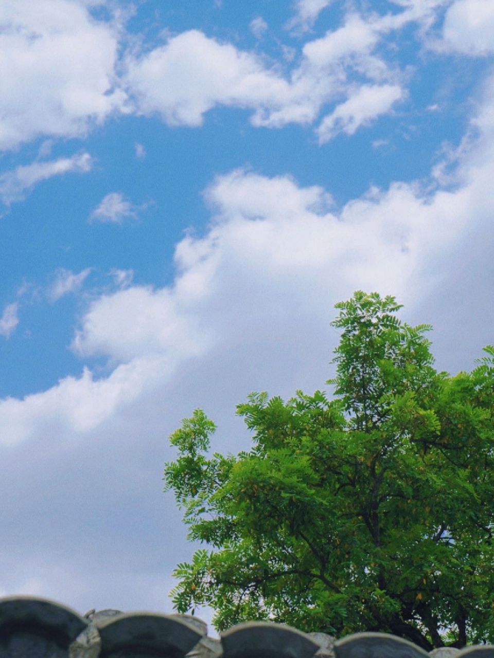 32°c 此时的夏天 正披着绿叶 在暖风中跳舞.