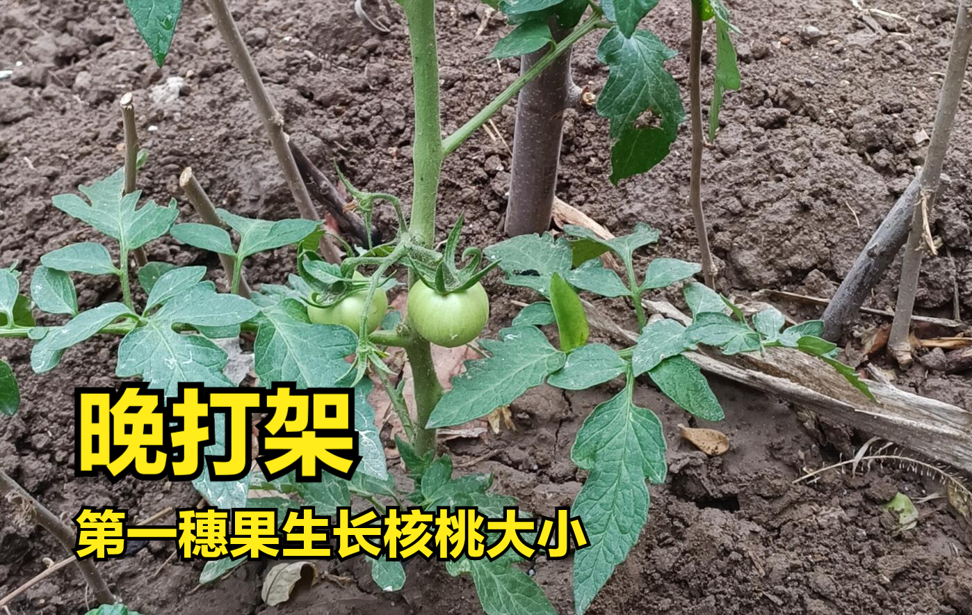 種植西紅柿晚打叉晚打架晚追肥到底是指什麼時間