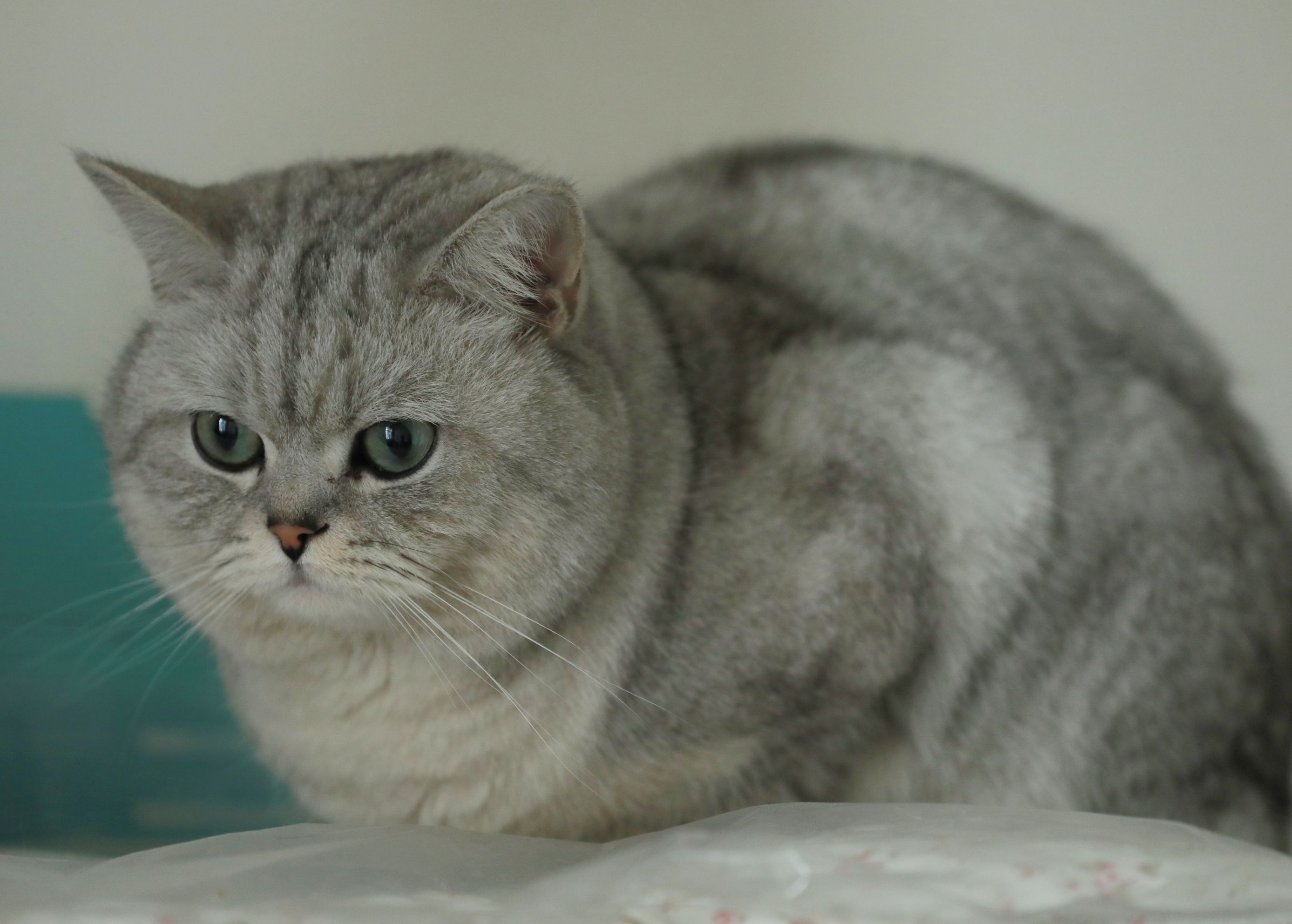 银渐层是英短猫中的一种,由于它们长相呆萌,一身银色毛发,和碧绿色的