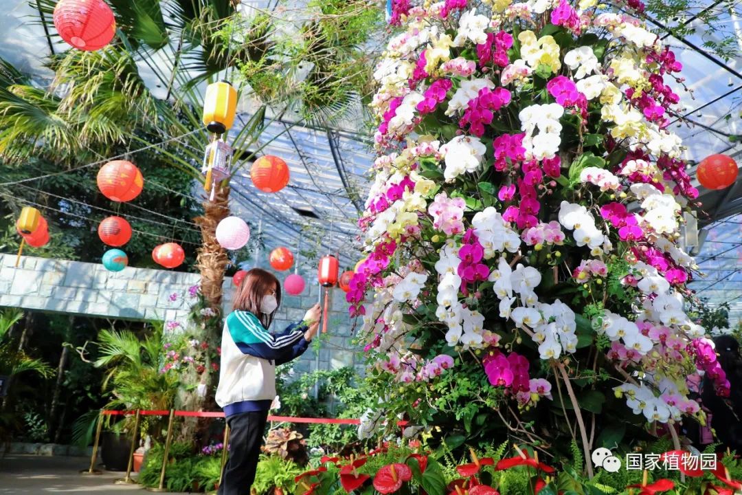 國家植物園蘭花展明星之花——「明日之星」彗星蘭