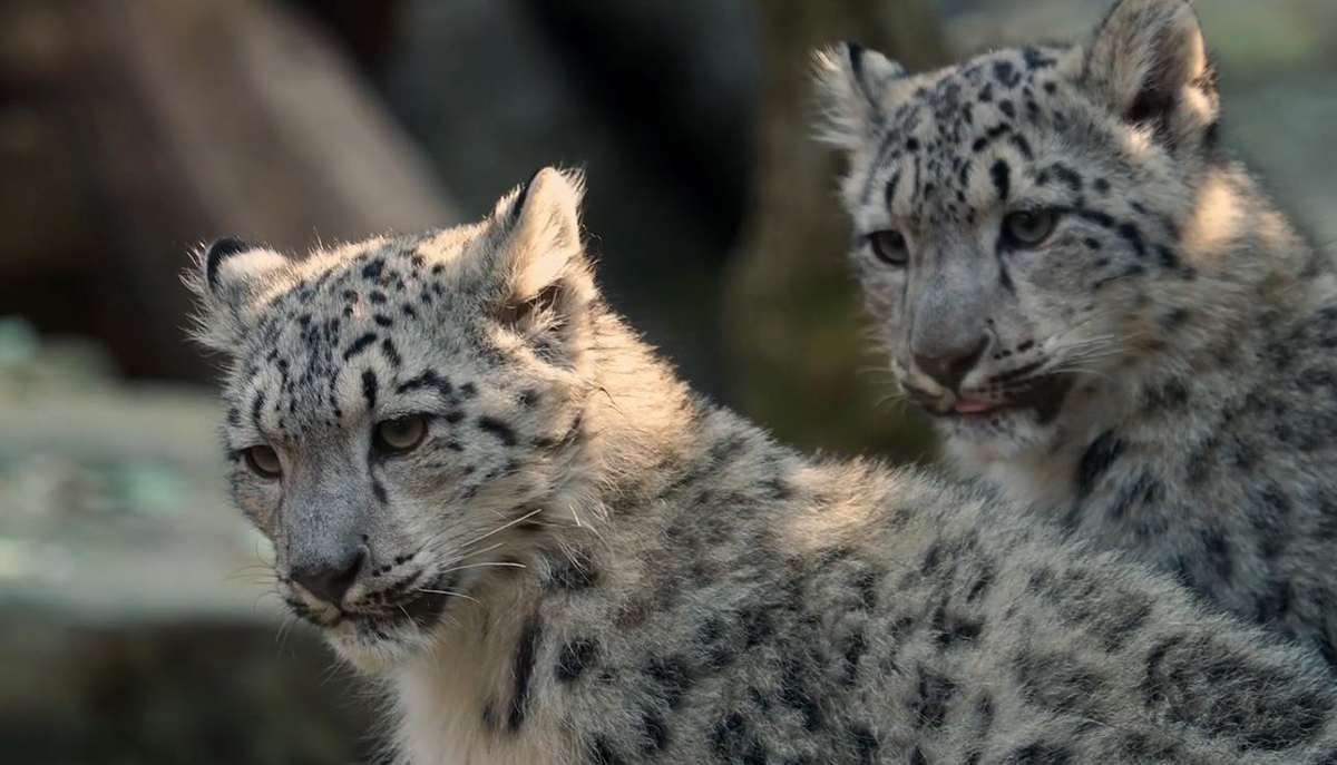 新疆出现2只雪豹,夜间潜入军区,一只踩点一只放哨,合伙偷鸡吃