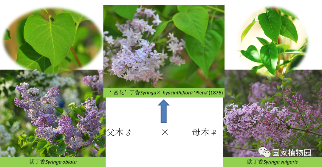 线上课堂丨专家带您识花草——丁香篇