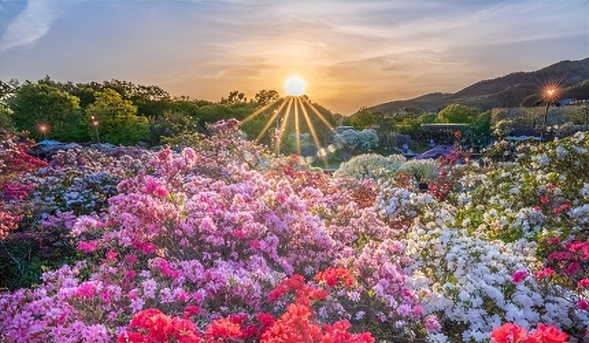 足利花卉公园图片