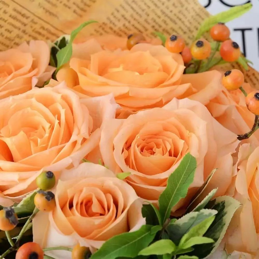 假日公主月季,我只钟情于你|花名册no.00111