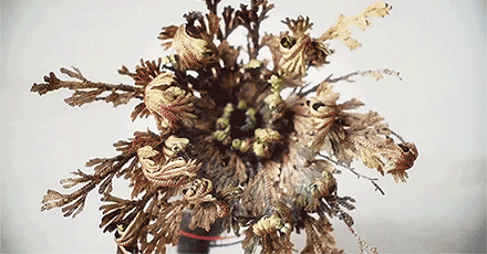 能起死回生的复活草究竟是何方神圣