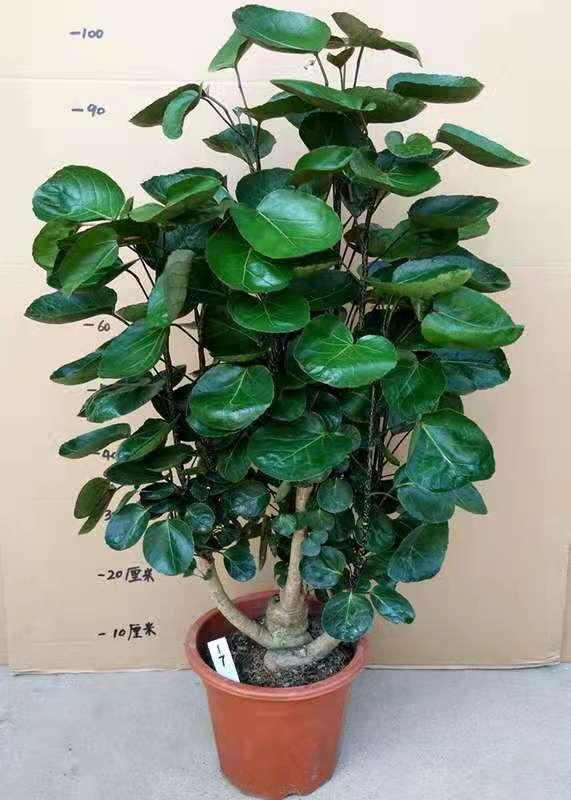 10种"招财花"养家里,耐阴好养,有吉祥好兆头