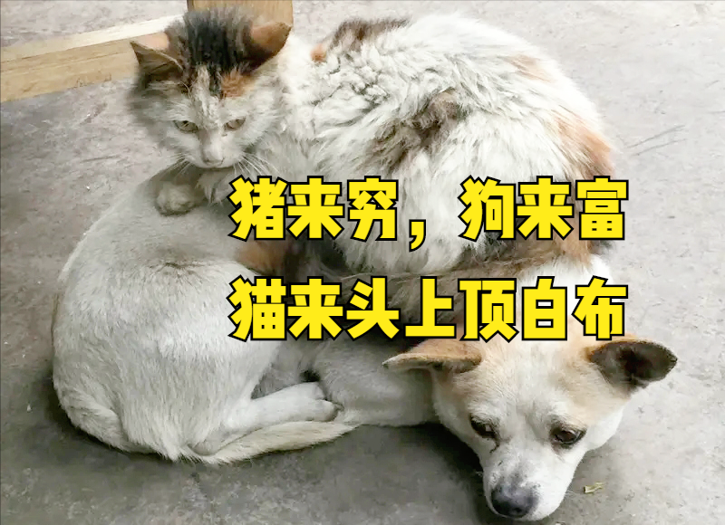 "猪来穷狗来富,猫来头上顶白布",为什么猫来家里"不吉利"?