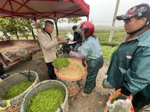 位于安徽的上海白茅岭和军天湖农场,早已不仅是监狱