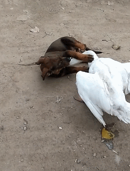 261_343竖版 竖屏gif 动态图 动图