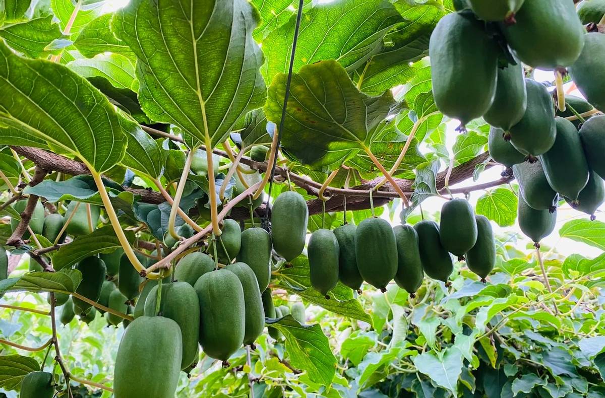 适合家里种植的软枣猕猴桃,香甜可口,营养价值高