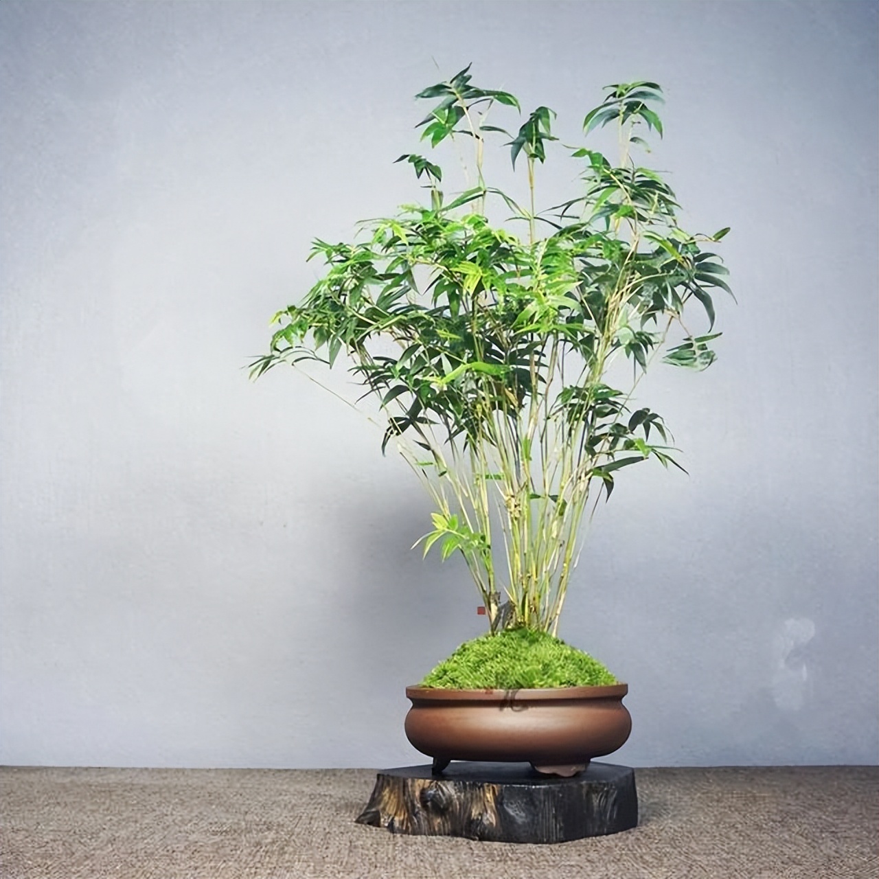 家里养盆小竹子,节节高升,寓意好,好养又耐欣赏