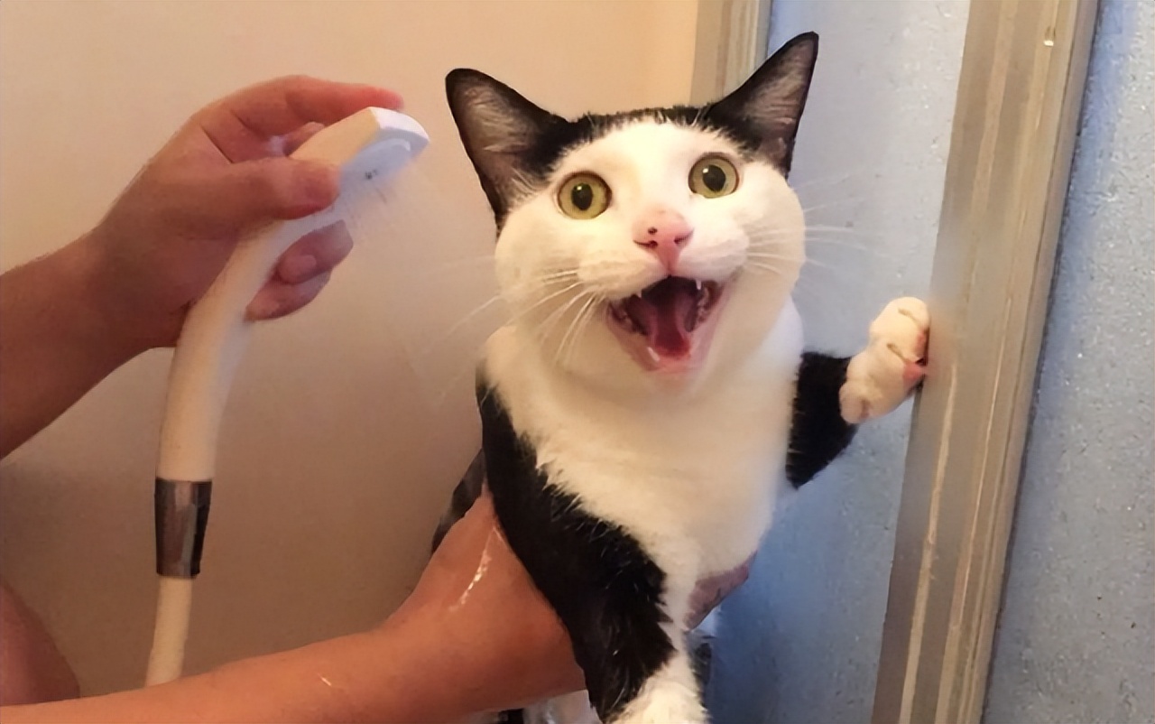 猫咪"应激"的7种表现,随时可能要猫命,别再吓唬它了!