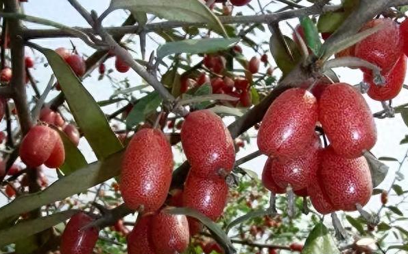 农村随处可见的红色野果,富含维c,为什么农民很少吃呢?