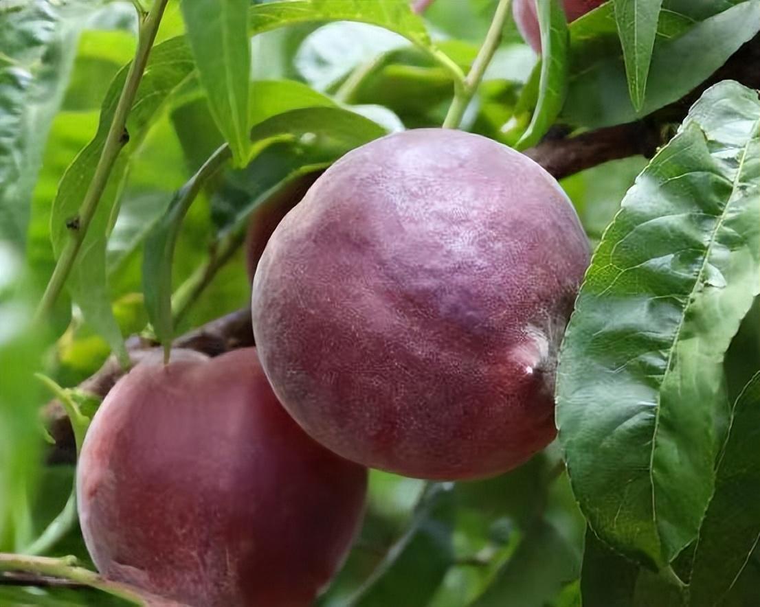 黑桃皇后——水果中的珍宝,营养丰富,香甜可口,很值得食用