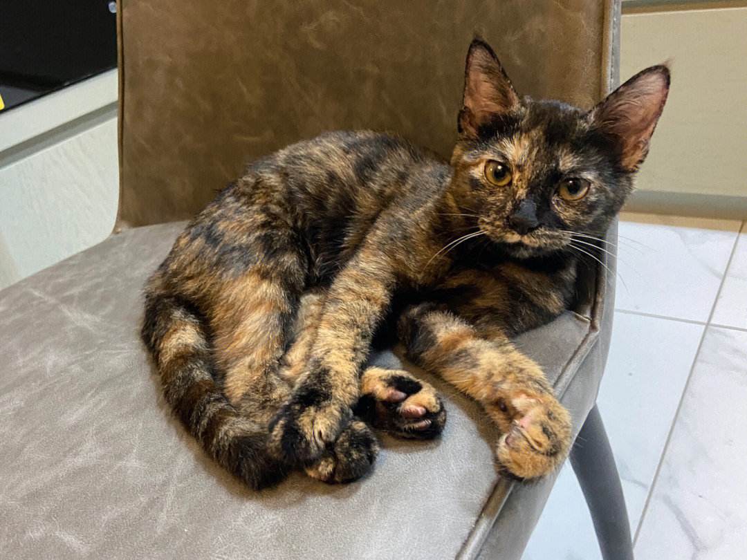 玳瑁猫"弃养率"很高,容易被抛弃,太让人心疼了