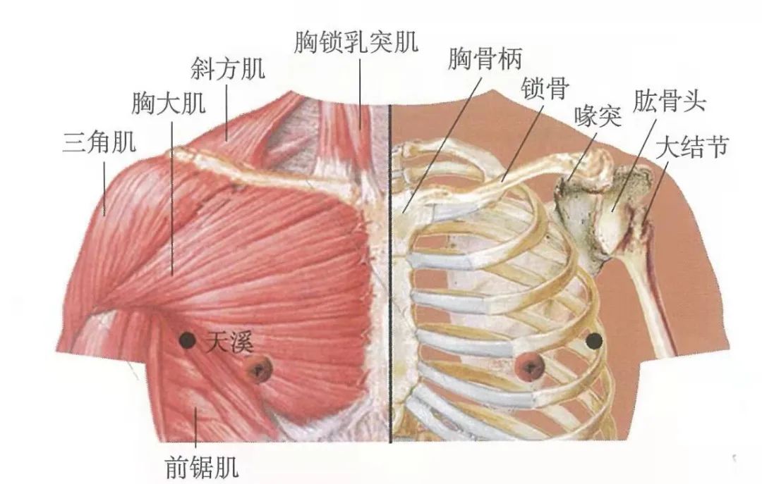 穴位知識:天溪,善治乳少,乳汁不通