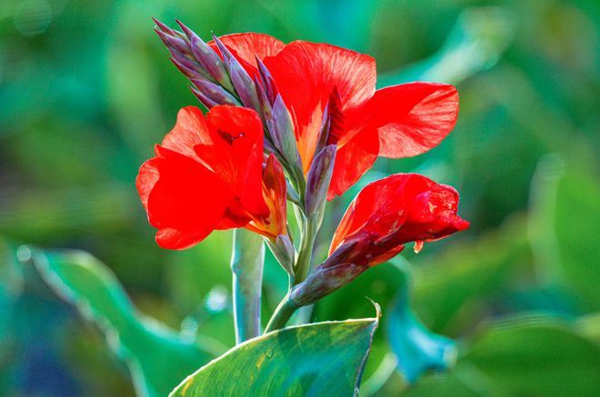 秋日里美艳绽放的美人蕉,20首美人蕉诗词,美醉了时光