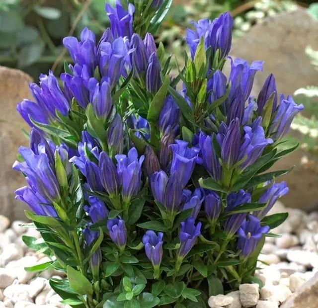 龙胆花:高原上的蓝精灵,超凡脱俗的美