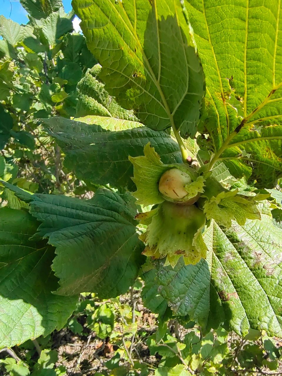 这是大兴安岭野生榛子树结出的榛子.