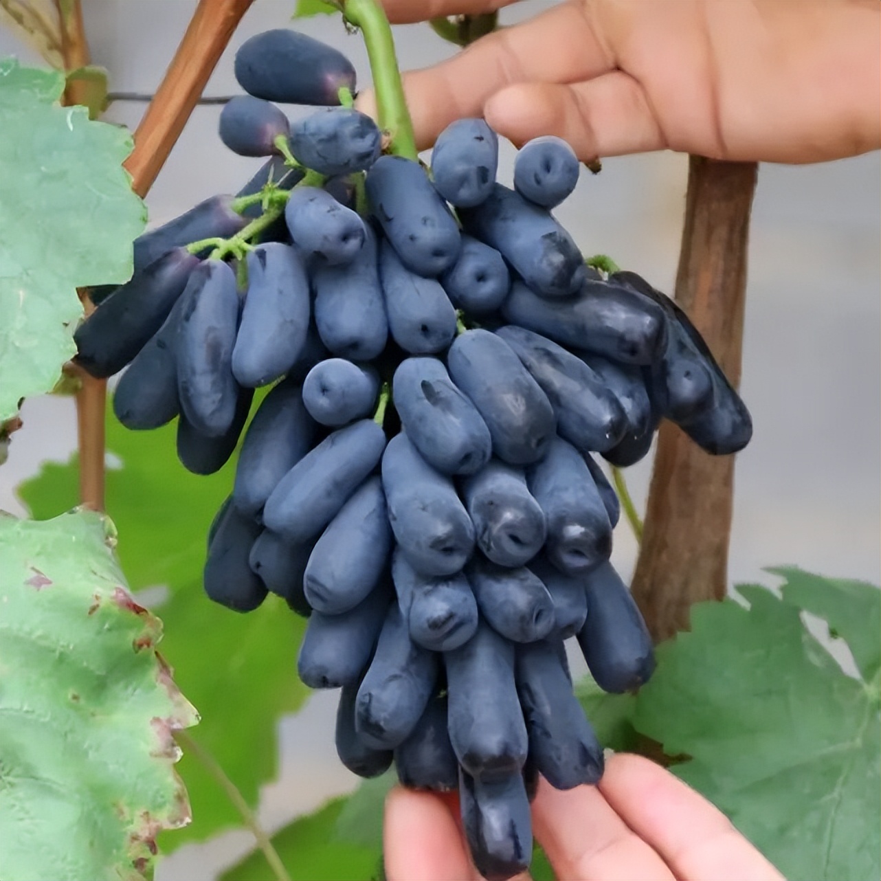 热门水果蓝宝石葡萄,如何能提高产量?这几点种植技巧来学习一下