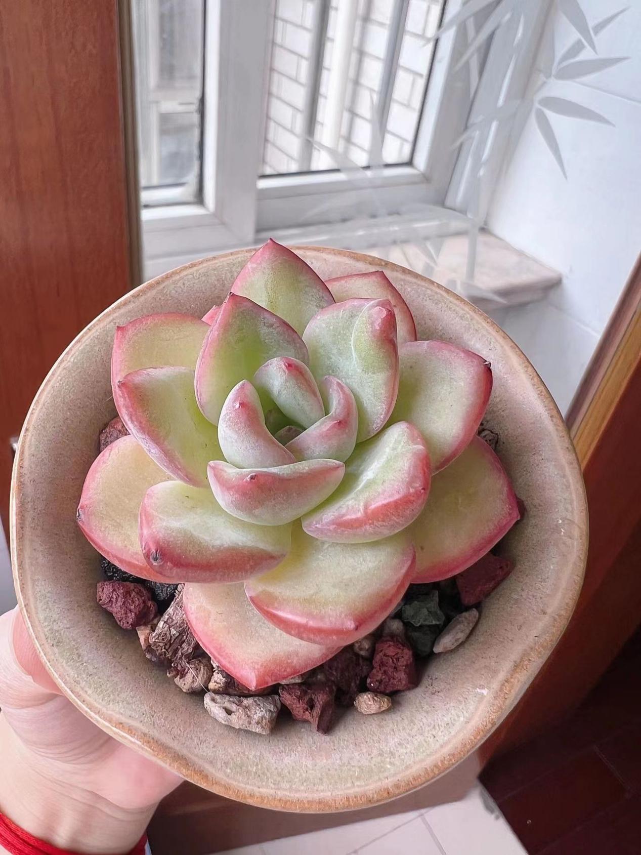 04多肉——草莓泡芙:夏季高温多湿,不好养?注意这些,不成问题
