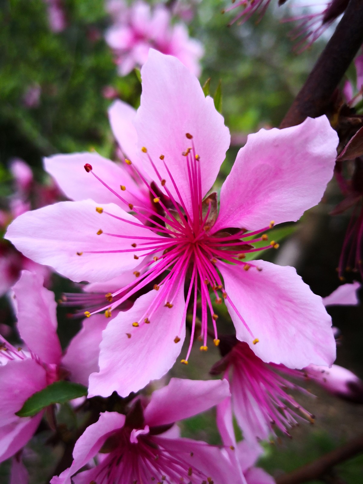 一抹春色染江南——桃花