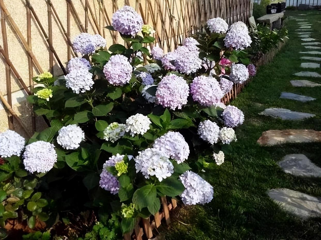 能长成"巨无霸"的绣球花,花色繁多,花球巨大,邻居看了也喜欢