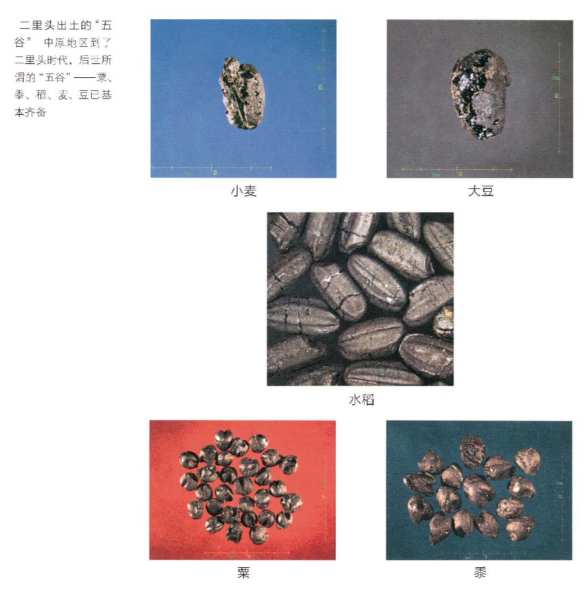 《翦商》读书笔记:绿流大美女的先祖居然是这样的,不忍直视!