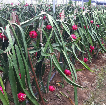 白心火龙果和红心火龙果有什么区别?哪种更好?看完恍然大悟