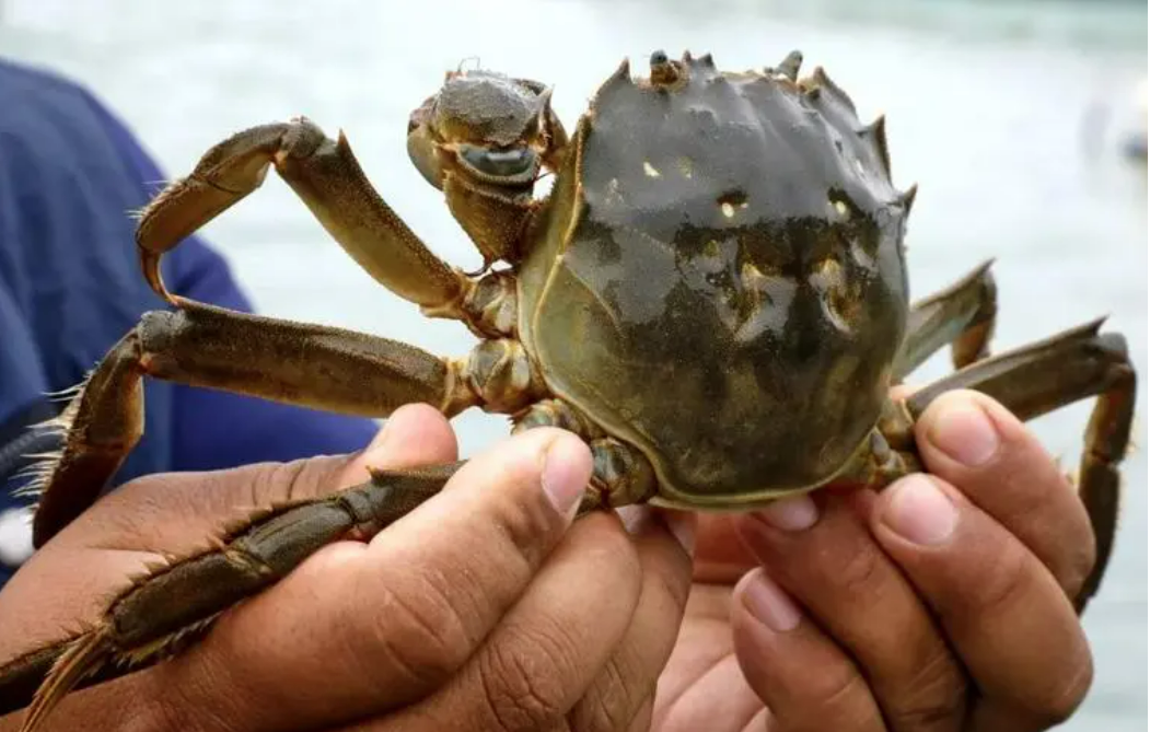 河蟹养殖5壳期如何去做育肥工作?