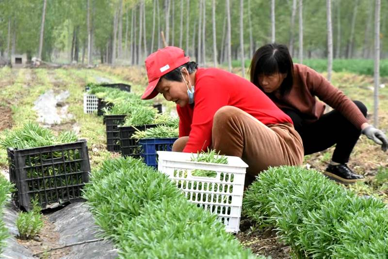 临汾尧都:张红星的救心菜丰产上市