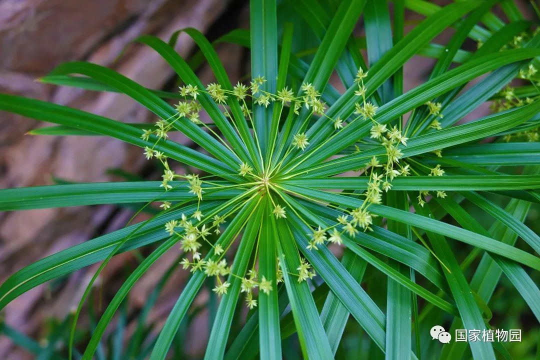 无风自飘逸——风车草