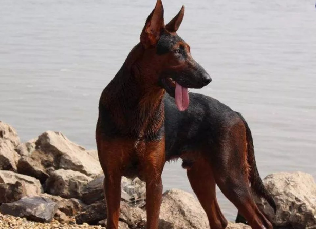 中华神犬之一"莱州红犬",到底有多优秀?