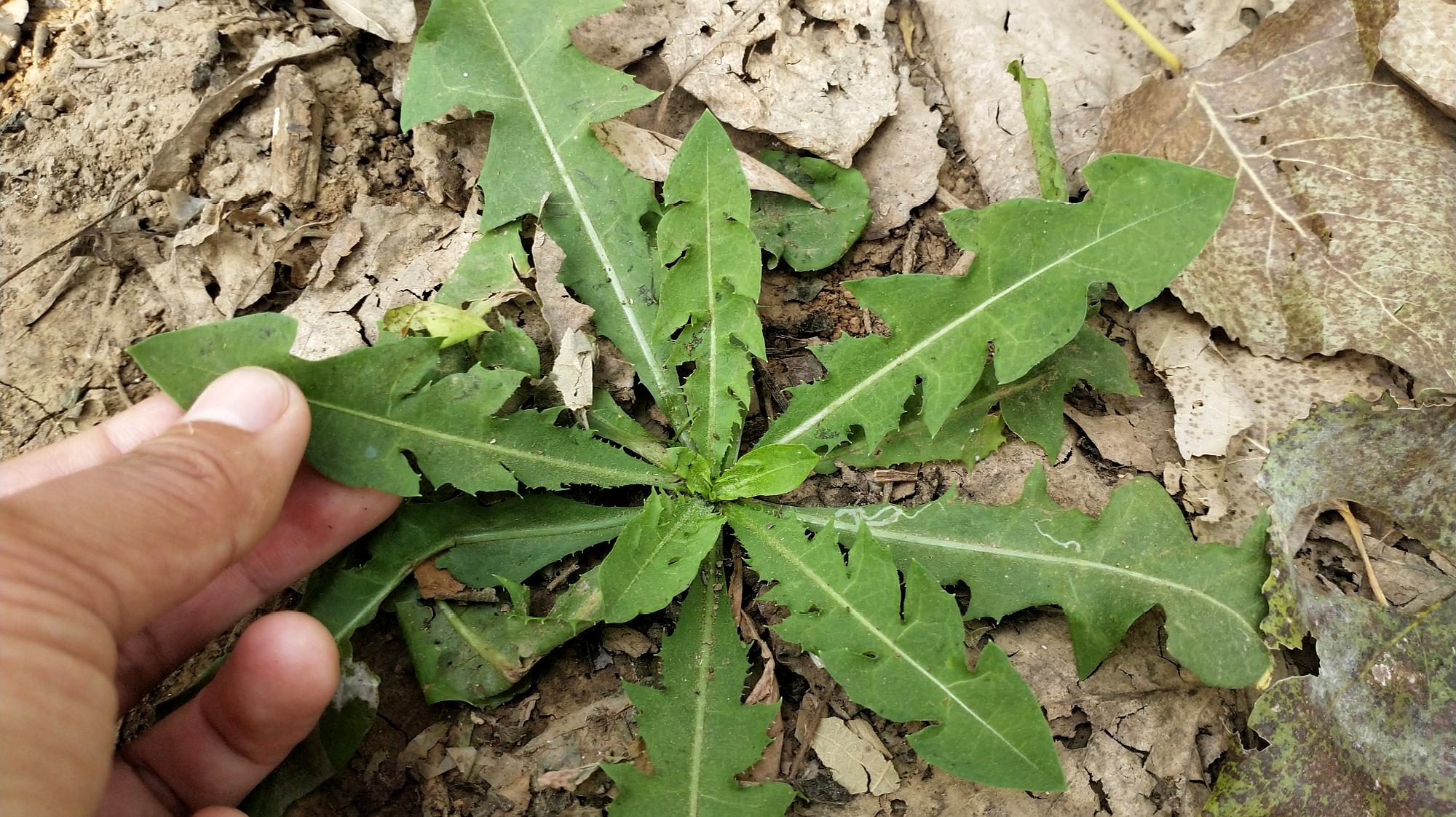 蒲公英菜的好处图片