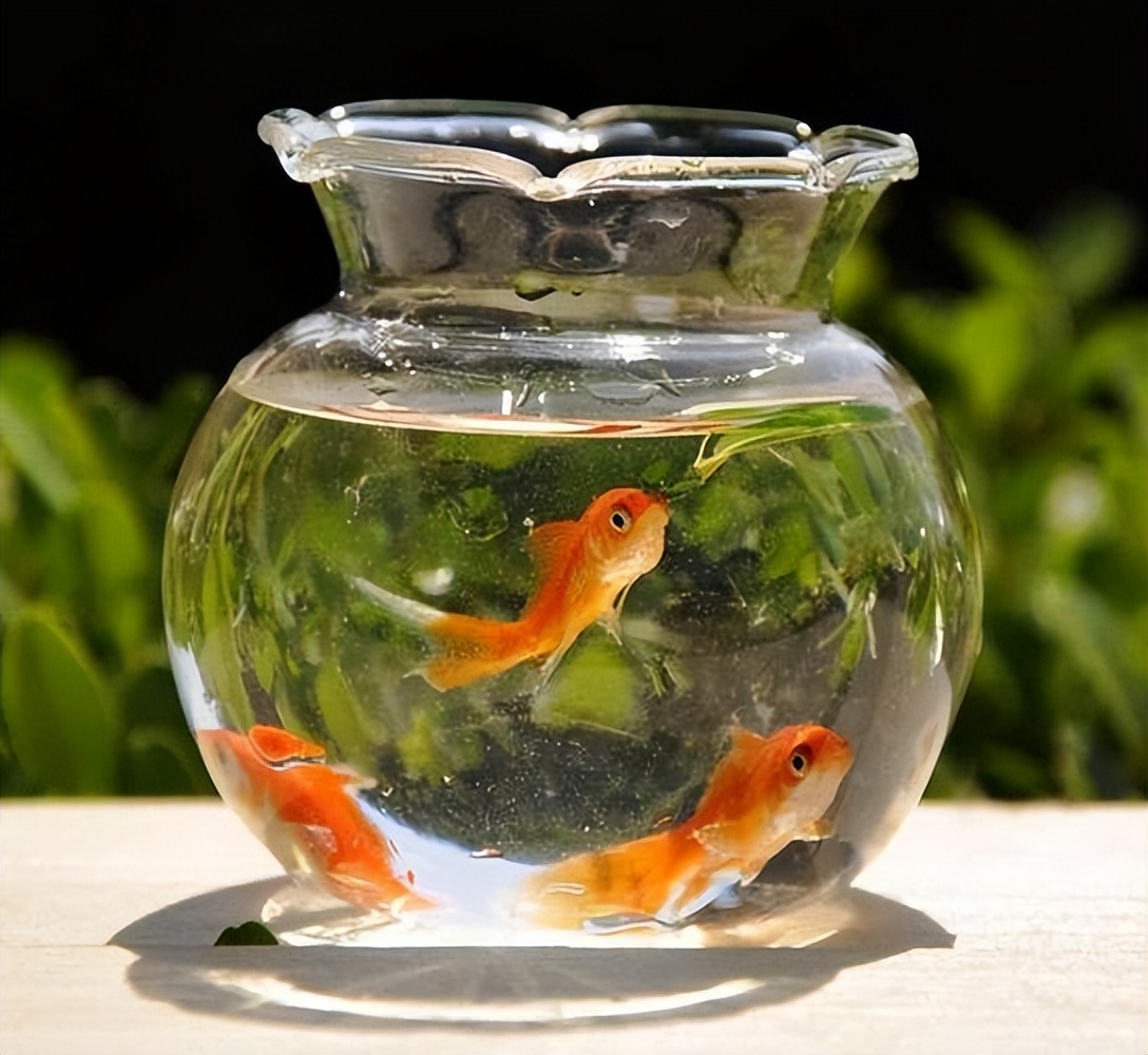 家里养鱼几条比较好?家里养鱼的数量有什么讲究?