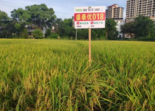 高档优质稻盛泰优018,一级优质稻米,丰产性好,附高产栽培技术