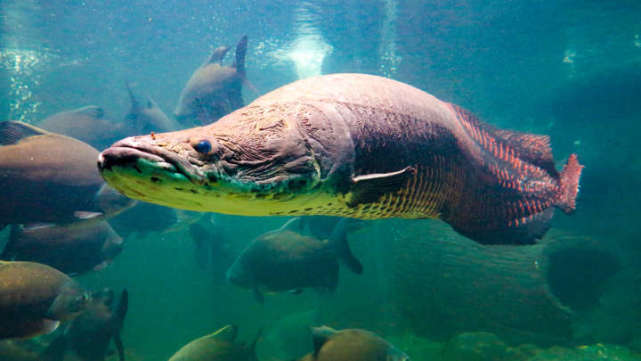 亞馬遜河裡的6米大魚,身披自然界最堅韌魚鱗,愛吃食人魚和鱷魚