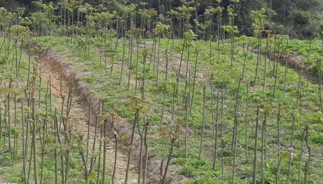 香椿苗怎么种植图片