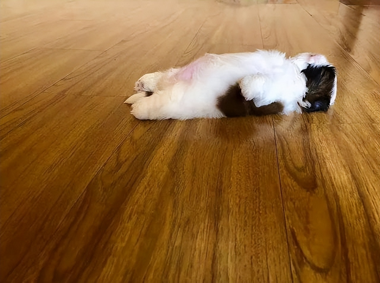 养狗的人才明白,狗狗"四脚朝天"躺地上,有这些意思