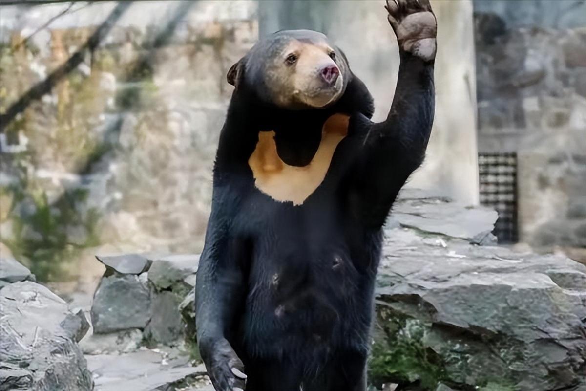 马斯克又来凑热闹!犀利点评杭州动物园黑熊真假,这一波耐人寻味