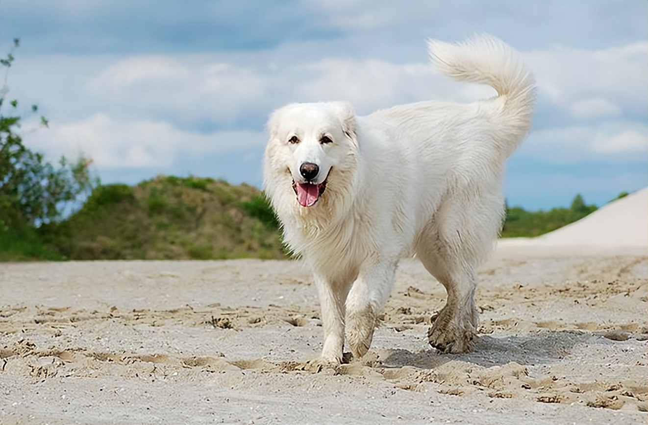 大白熊犬:与孩子们的完美互动伴侣!