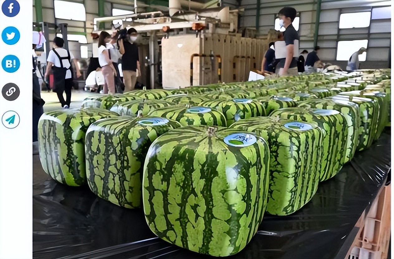 日本出现的方形西瓜,到底有什么奥秘?