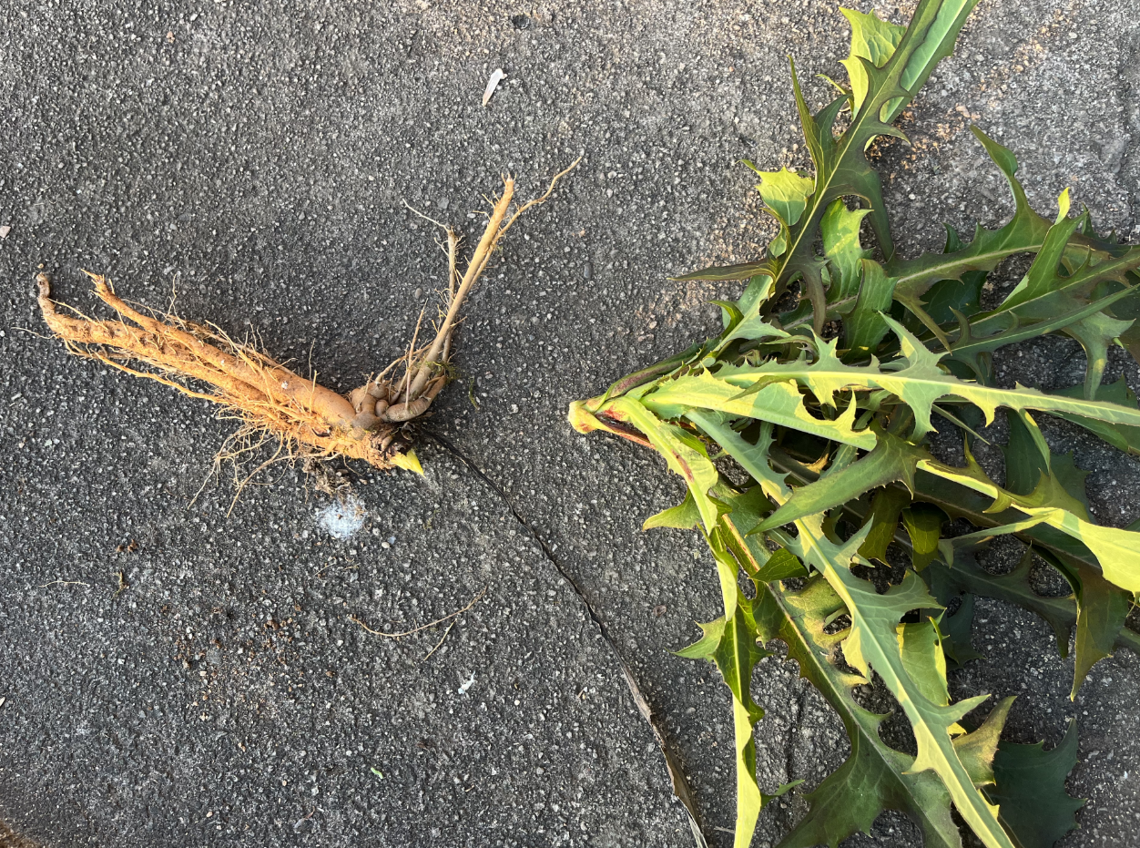 翅果菊,又称苦莴苣,野莴苣,3大益处,价值极高,农民要了解!