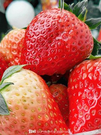 " 诸暨姚江镇墨城坞村的裘大妈和丈夫一起经营着四亩草莓田,这