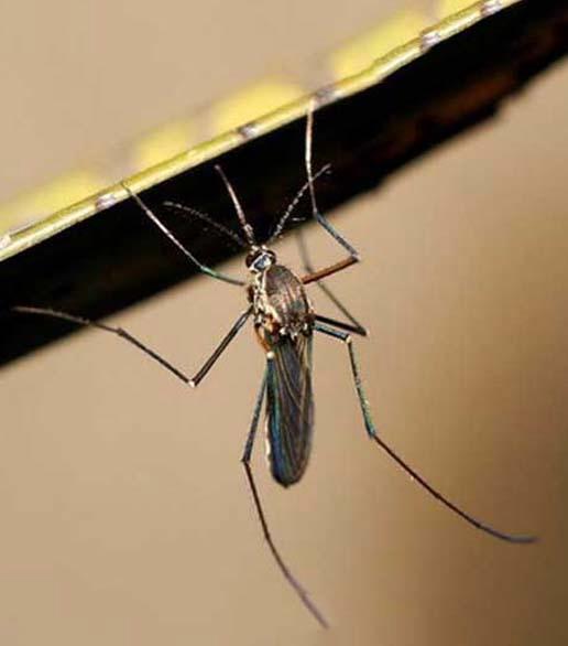 九成人不知蚊子的"天敌"是啥?只需这样,整晚开窗也不怕