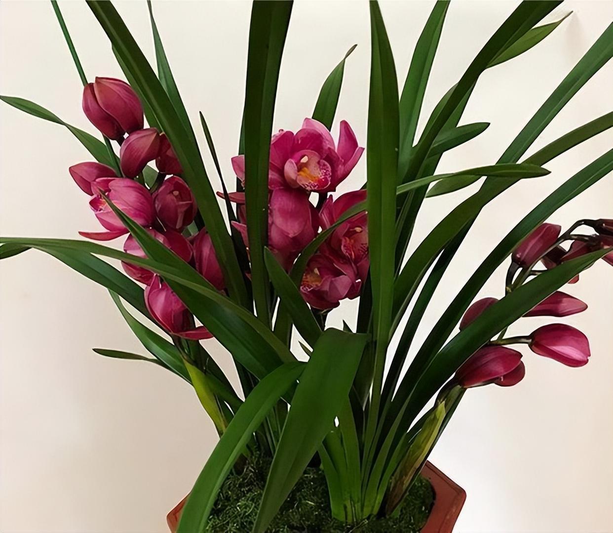 大将军兰花,花香怡人,花大色艳,带您了解一下